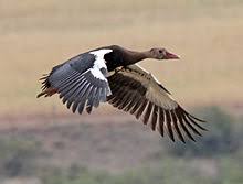 African Spur Winged Geese