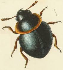 Agathidium Vaderi Beetle