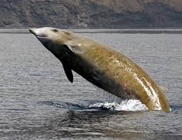 Curvier Beaked Whale