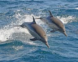 Dolphines