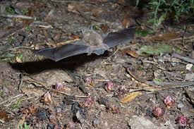 Lagger Short Tailed Bat