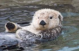 Sea Otter