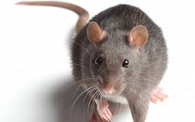 Rat Image