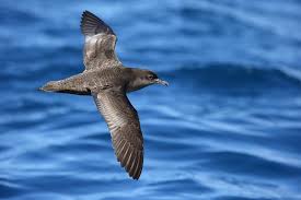 Short Tailed Shearwater Bird