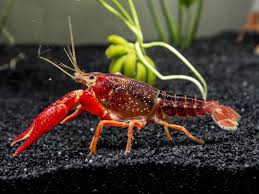 Crayfish