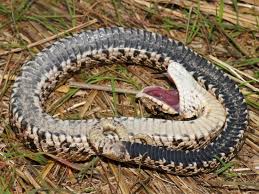 Hognose Snake