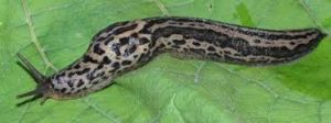 Leopard Slug