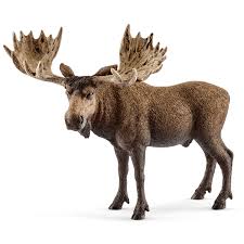 Moose Image