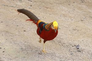 Golden Pheasant