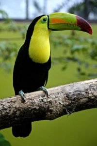 Keel Billed Toucan