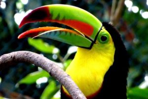 Keel Billed Toucan