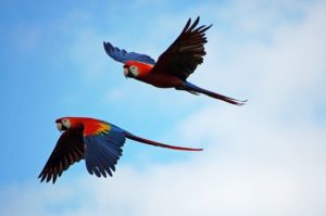 Scarlet Macaw