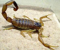 Scorpion