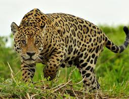 Jaguar