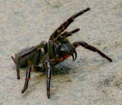 Male Sydney funnel-web spider