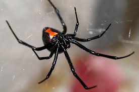 Black Widow Spider