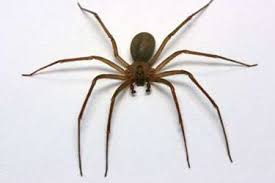 Brown Recluse Spider