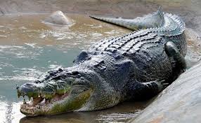 Nile Crocodile