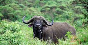 Cape buffalo