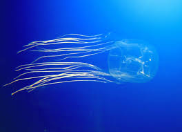 Box Jelly Fish