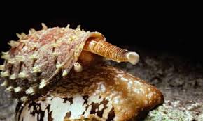 Cone Snails