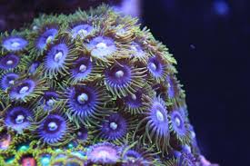 Palytoxin Image1