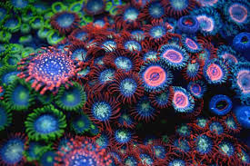 Palytoxin Image2