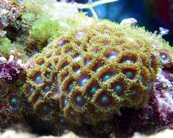 Palytoxin Image3