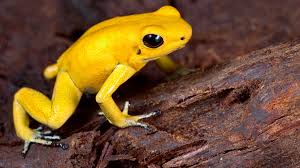 Poison Dart Frog